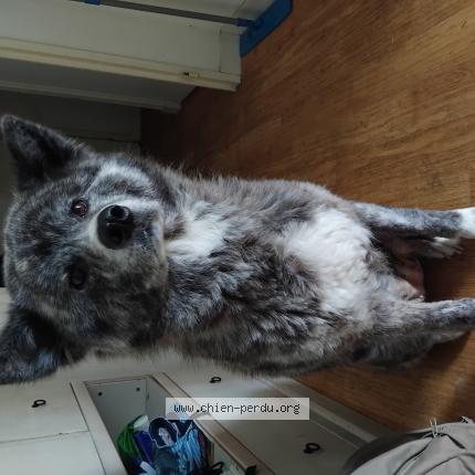 Photo de chien perdu à Le Mans