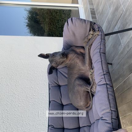 Photo de chien perdu à Guilers