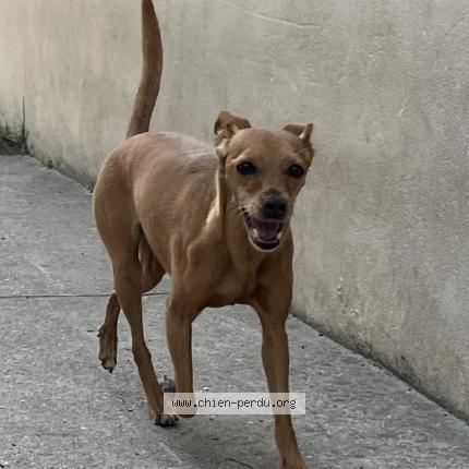 Photo de chien perdu à Maisons Laffitte