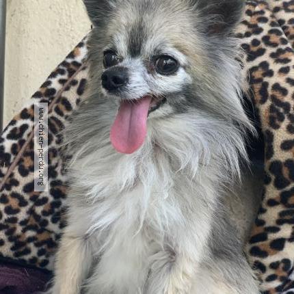 Photo 1/1 Chien retrouvé Trouvé à Toulon