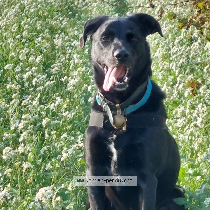 Photo 1/1 Chien retrouvé Perdu à Cournonsec