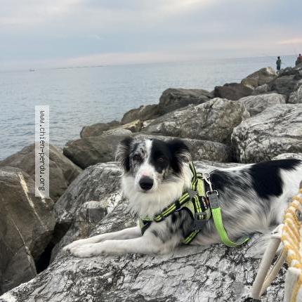 Photo 1/1 Chien retrouvé Perdu à Bassussarry