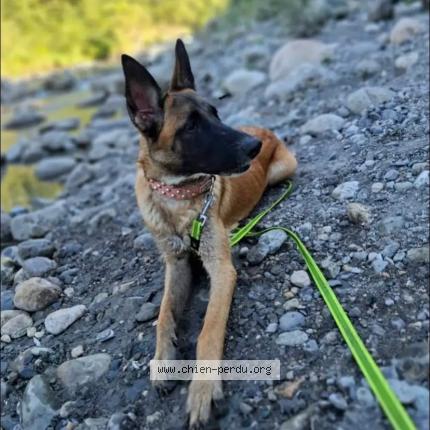 Photo 1/1 Chien retrouvé Perdu à Villard de lans