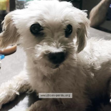 Photo 1/1 Chien retrouvé Perdu à Royan