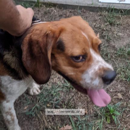 Photo 1/1 Chien retrouvé Trouvé à St geours de maremne