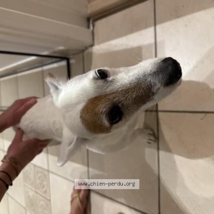 Photo 1/1 Chien retrouvé Trouvé à Yvoire