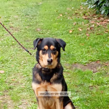 Photo 1/1 Chien retrouvé Perdu à Tours