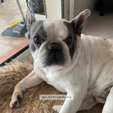 Photo de chien perdu à Cagnes Sur Mer