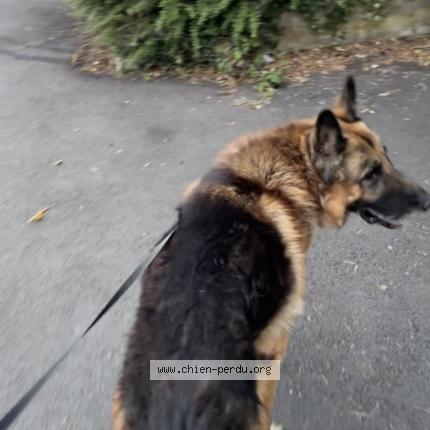 Photo 1/1 Chien retrouvé Perdu à Larajasse