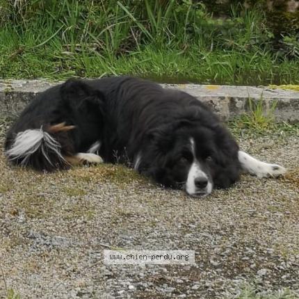 Photo 1/1 Chien retrouvé Perdu à Sieurac