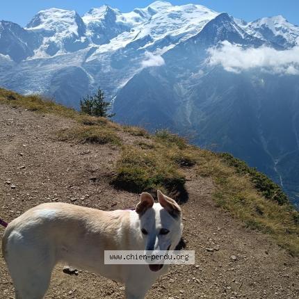 Photo 1/1 Chien retrouvé Perdu à Charvonnex
