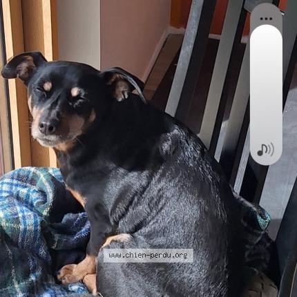 Photo 1/1 Chien retrouvé Perdu à Reffuveille