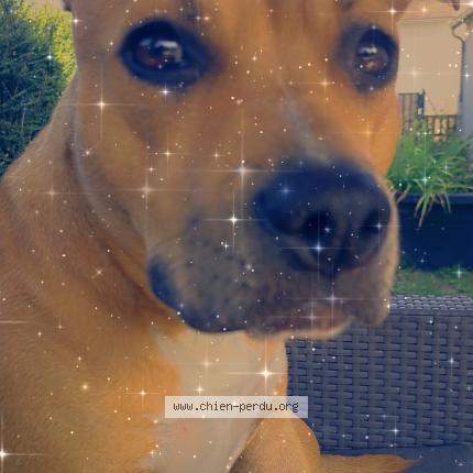 Photo 1/1 Chien retrouvé Perdu à St georges sur cher