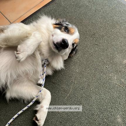 Photo de chien trouvé à Loucrup