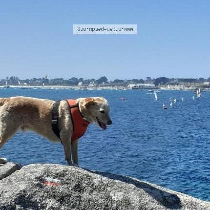 Photo de chien perdu à Plouguerneau
