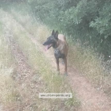 Photo 1/1 Chien retrouvé Perdu à La verdiere