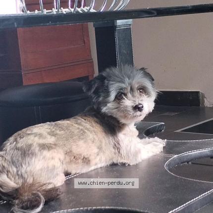 Photo de chien perdu à Langon