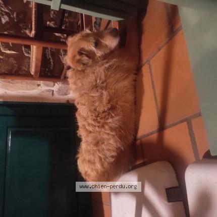 Photo de chien trouvé à Nevez