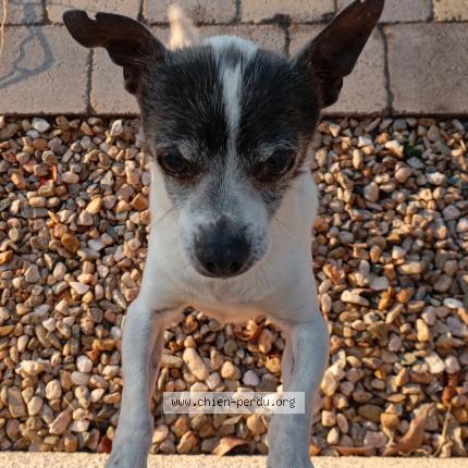 Photo 1/1 Chien retrouvé Trouvé à Deols