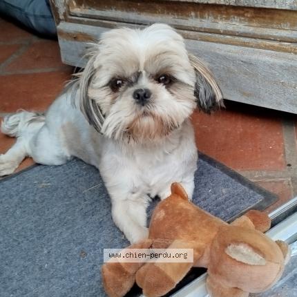 Photo 1/1 Chien retrouvé Perdu à Sainte foy