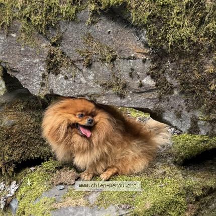 Photo 1/1 Chien retrouvé Perdu à Jacou