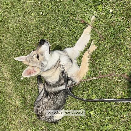 Photo 1/1 Chien retrouvé Perdu à Portbail sur mer