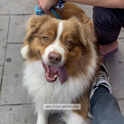 Photo 1/1 Chien retrouvé Perdu à Pau