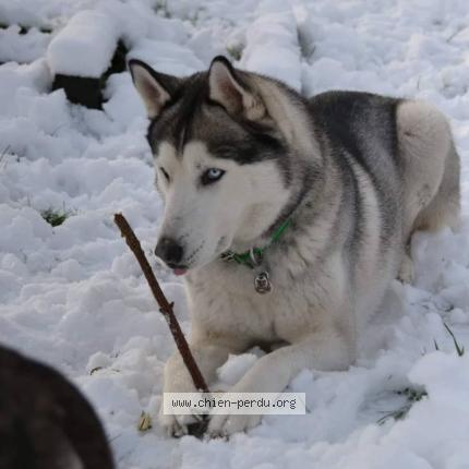 Photo 1/1 Chien retrouvé Perdu à Herlin le sec