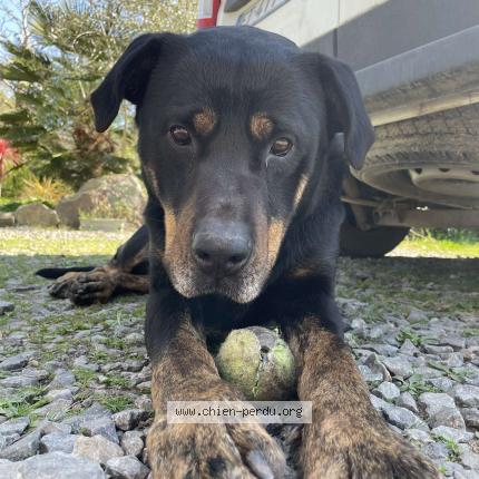 Photo 1/1 Chien retrouvé Perdu à Clohars carnoet