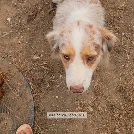 Photo de chien perdu à Machecoul Saint Meme