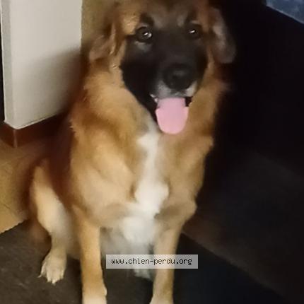 Photo de chien perdu à Croze
