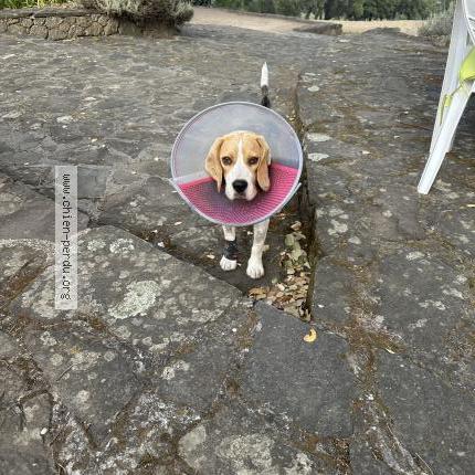 Photo de chien perdu à Roquebrune Sur Argens