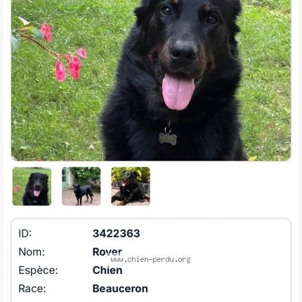 Photo de chien perdu à Ile Bouchard