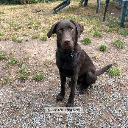 Photo 1/1 Chien retrouvé Perdu à Agde