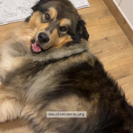 Photo 1/1 Chien retrouvé Perdu à Aiguebelette le lac