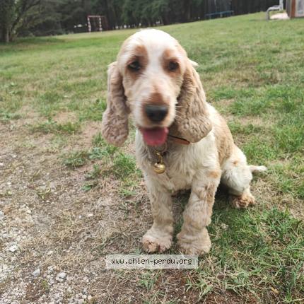Photo 1/1 Chien retrouvé Trouvé à Gievres
