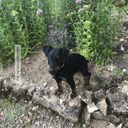 Photo 1/1 Chien retrouvé Perdu à La jonchere saint maurice