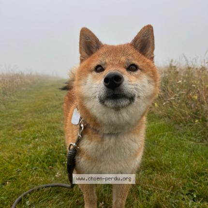 Photo 1/1 Chien retrouvé Perdu à Gradignan