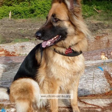 Photo de chien perdu à Belleme