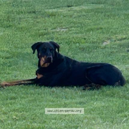 Photo 1/1 Taz Chien perdu à Saint germain des pres