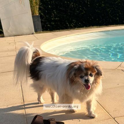 Photo de chien perdu à Saint Romain Le Puy