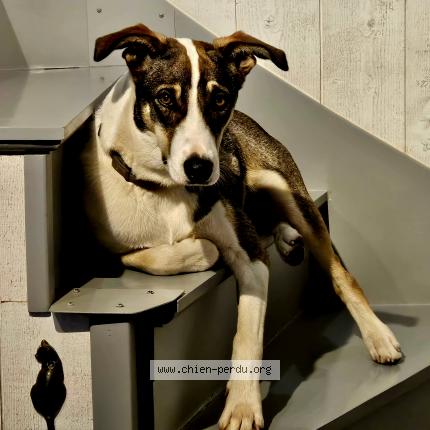 Photo de chien perdu à Le Perrey