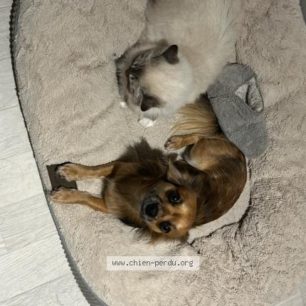 Photo 1/1 Chien retrouvé Perdu à Coulandon