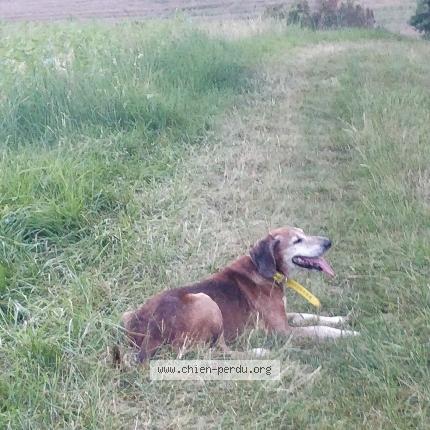 Photo 1/1 Chien retrouvé Perdu à Samatan