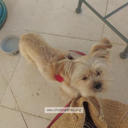 Photo de chien trouvé à La Teste De Buch