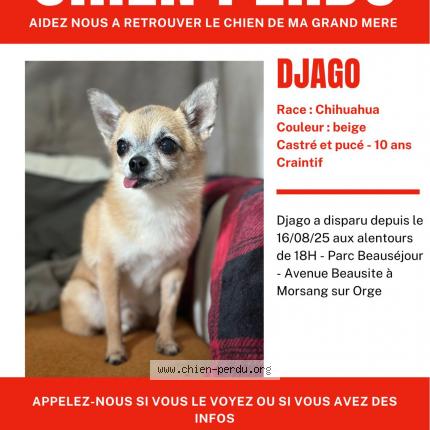 Photo 1/1 Chien retrouvé Perdu à Morsang sur orge