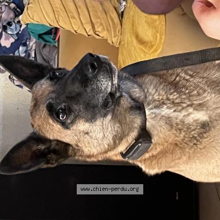 Photo de chien perdu à Precy