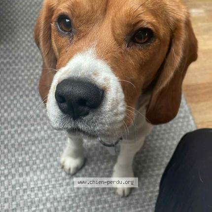 Photo 1/1 Chien retrouvé Perdu à Lege cap ferret