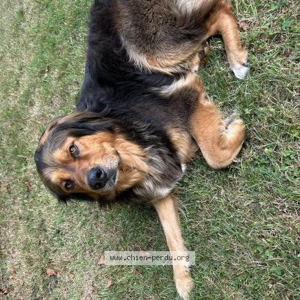 Photo de chien perdu à Le Mesnil Esnard