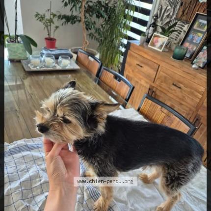 Photo 1/1 Chien retrouvé Perdu à Saint maurice des noues